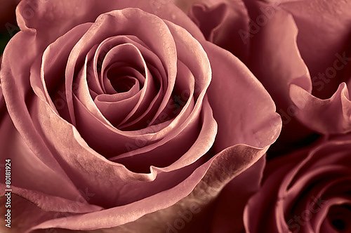 Бледно-розовая роза макро