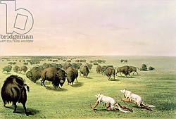 Постер Кэтлин Джордж Hunting Buffalo Camouflaged with Wolf Skins, c.1832 Постер Кэтлин Джордж Hunting Buffalo Camouflaged with Wolf Skins, c.1832