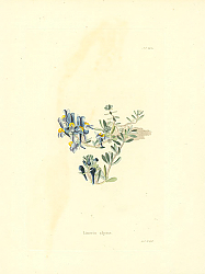 Постер Linaria Alpina
