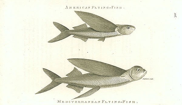 American Flying-Fish, Mediterranean Flying-Fish 1