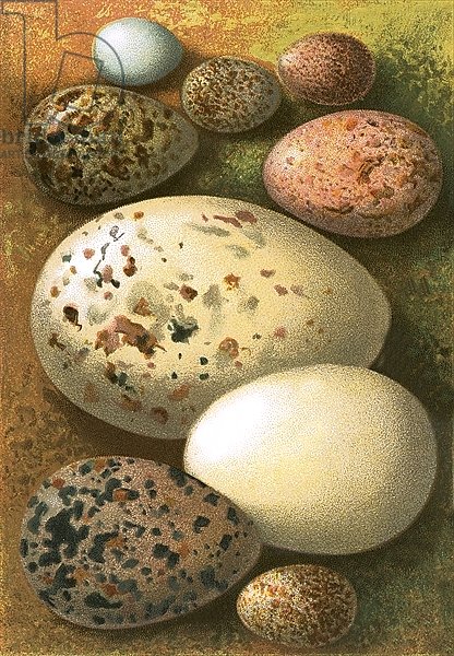 Eggs 5