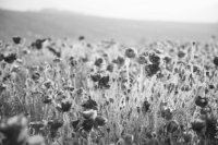 Черно-белое