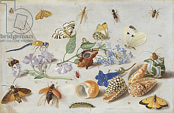 Постер Кессель Ян Butterflies and other Insects, 1661 Постер Кессель Ян Butterflies and other Insects, 1661