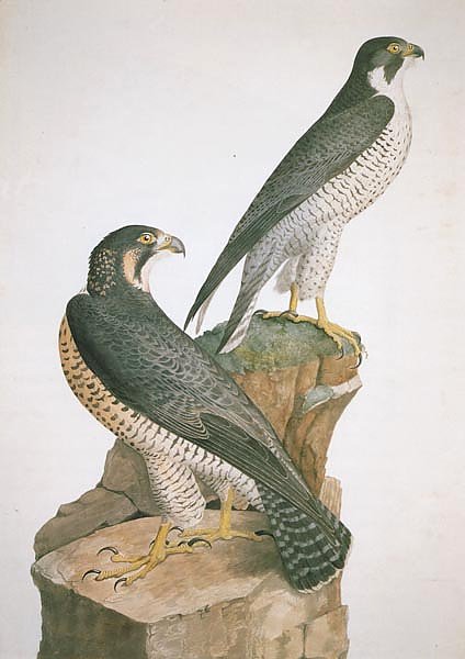 Peregrine Falcon