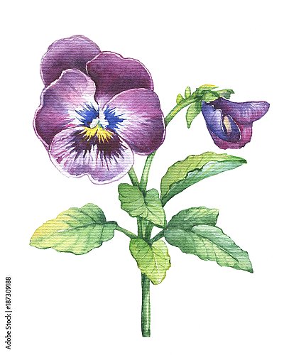 Фиолетовый цветок анютиных глазок 1