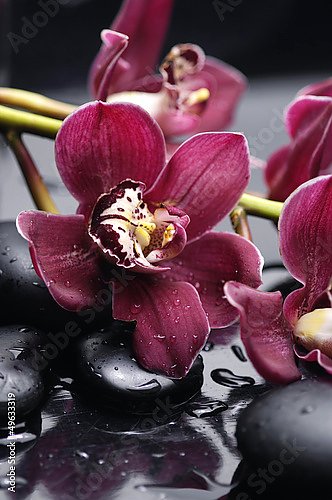 Орхидеи 33