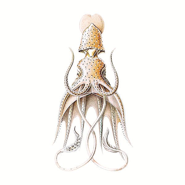 Vintage squid marine life