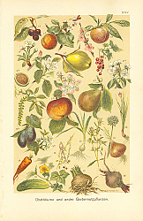 Постер Obstbaume und andre Gartennutzpflanzen 1