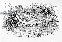 Постер Бевик Томас The Skylark from the 'History of British Birds' Volume I, pub. 1797 Постер Бевик Томас The Skylark from the 'History of British Birds' Volume I, pub. 1797