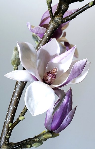 Фиолетовый цветок на ветке