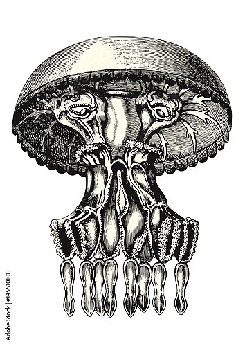 Ретро иллюстрация медузы