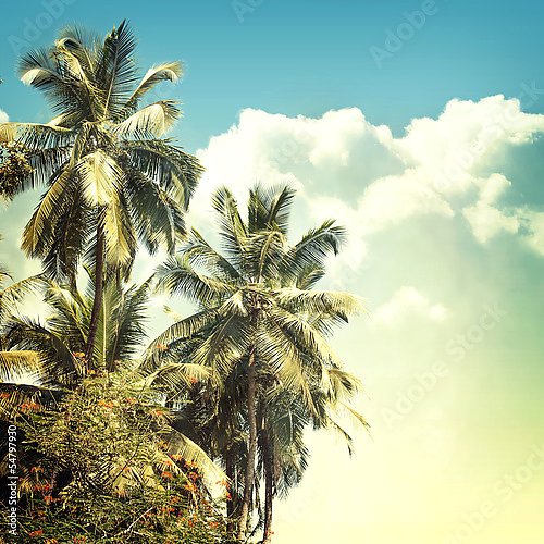Пальмы на фоне неба
