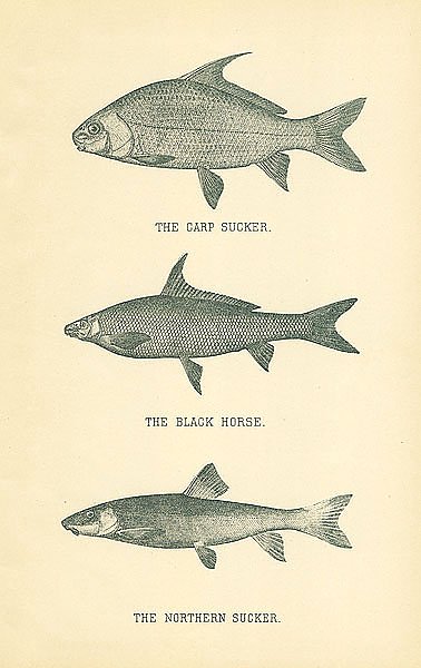 The Carp Sucker, The Black Horse, The Northern Sucker 1