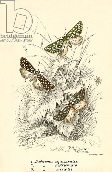 Butterflies 110