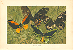 Постер Бабочки 1