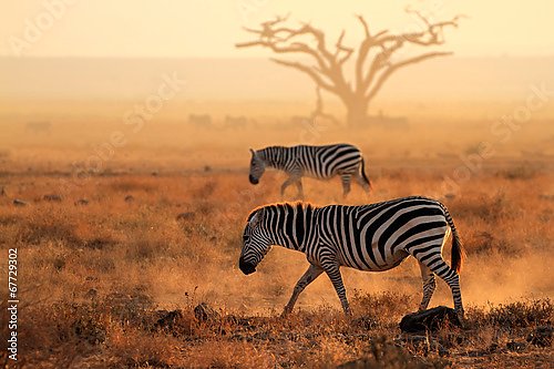 Две зебры и дерево