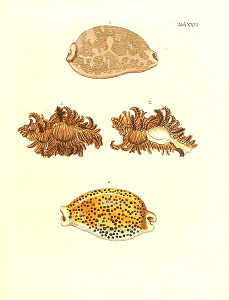 Морские раковины 026