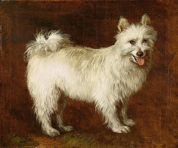 Spitz Dog, c.1760-70