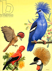 Постер Дэвис Р. (жив, дет) Nature Wonderland: Birds with Crowns, 1970 Постер Дэвис Р. (жив, дет) Nature Wonderland: Birds with Crowns, 1970