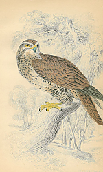 Постер Common Buzzard 5