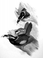 Черно-белое