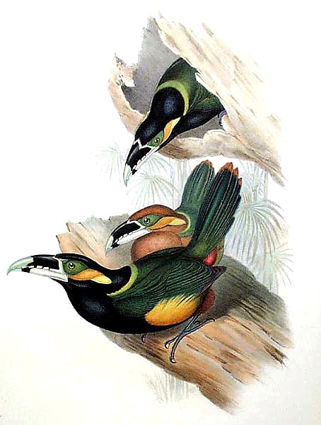 Gould's Toucanet