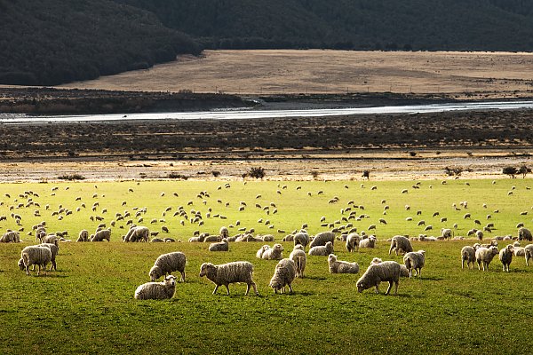 Стадо овец на пастбище