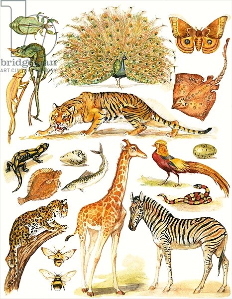 Assorted animals with interesing coloration