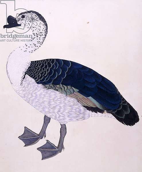 A Comb Duck, c.1800