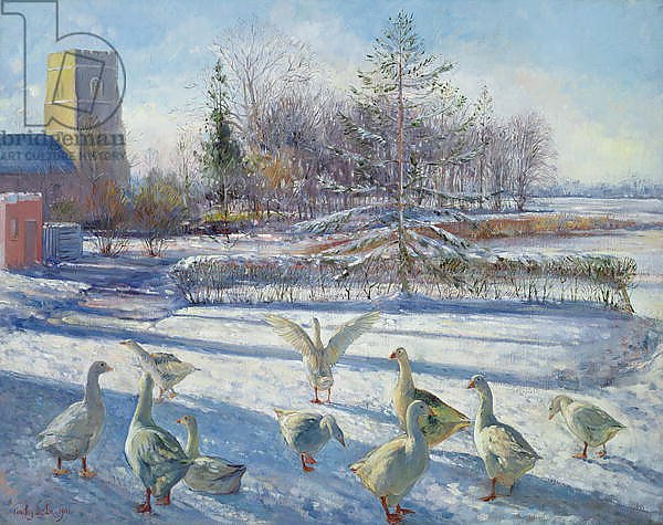 Snow Geese, Winter Morning