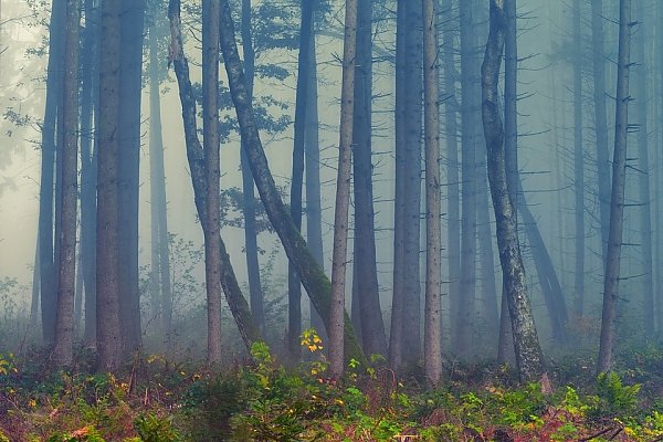 Осенний лес в тумане 1
