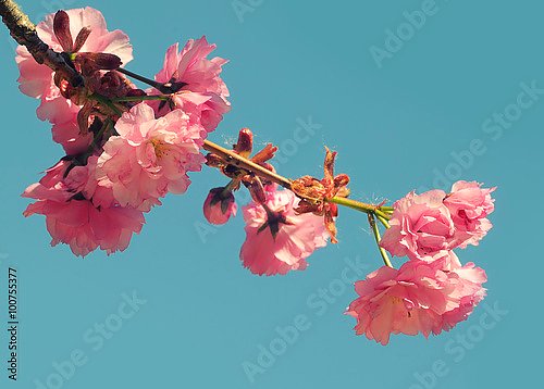 Ветвь цветущей вишни
