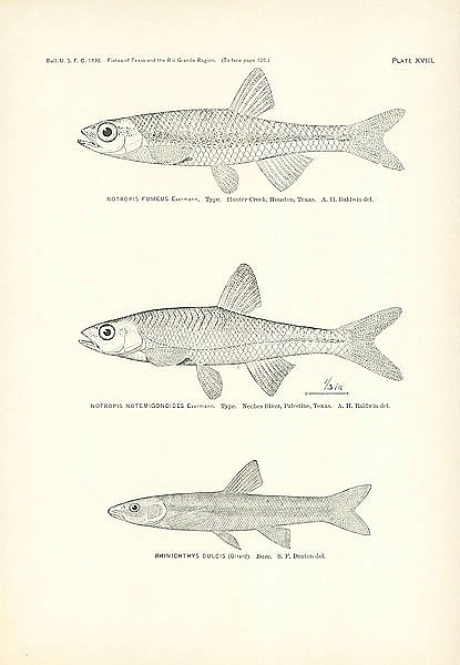 Notropis Fumeus Evermann, Notropis Notemigonoides Evermann, Rhinichthys Dulcis