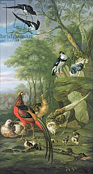 Постер Кастилс Питер Cock pheasant, hen pheasant and chicks and other birds in a classical landscape Постер Кастилс Питер Cock pheasant, hen pheasant and chicks and other birds in a classical landscape