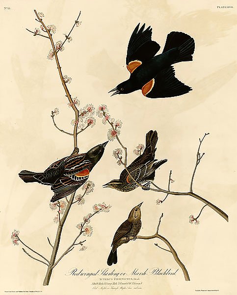 Red-winged Starling or Marsh Blackbird