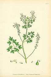 Постер Fumaria Pallidiflora. Pale Flowered Fumitory.