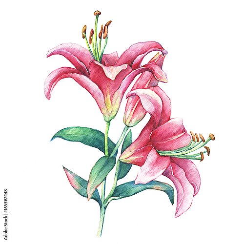 Веточка розовой лилии с двумя цветками и бутоном