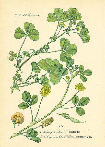 Leguminosae, Medicago lupulina, Medicago maculata Wildldenon