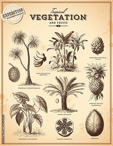 Тропические растения и экзотические фрукты