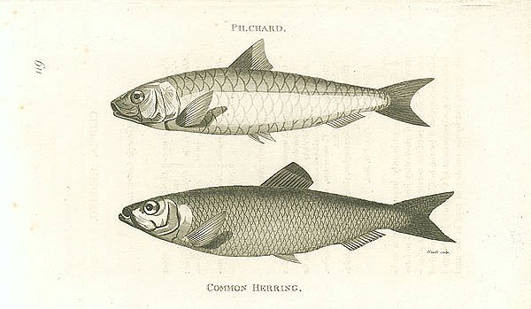 Pilchard, Common Herring 3