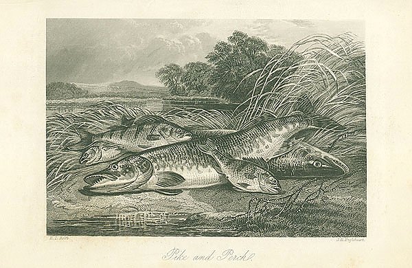 Pike and Perch