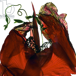 Постер МакЛемор Юлия (совр) Morning Glory Canna Red Постер МакЛемор Юлия (совр) Morning Glory Canna Red