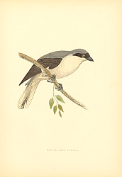 Постер Lesser Grey Shrike 1