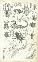 Постер Entomology - Arachnides, Myriapoda Постер Entomology - Arachnides, Myriapoda