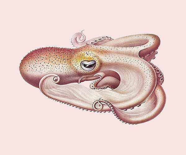 Винтажная цветная иллюстрация осьминога Велодона