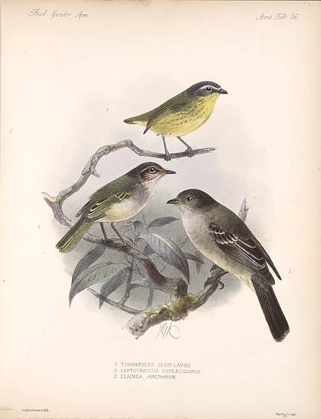 Птицы J. G. Keulemans №38