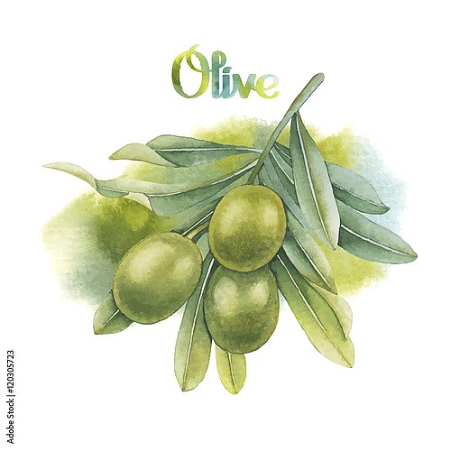Акварельная оливковая ветвь