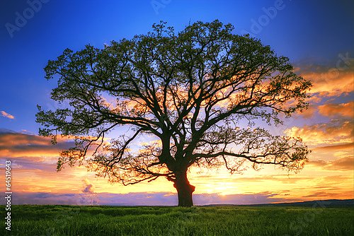 Силуэт дерева на закате
