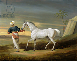 Постер Дэлби Давид Signal, a grey Arab, with a Groom in the Desert Постер Дэлби Давид Signal, a grey Arab, with a Groom in the Desert