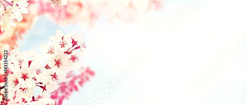 Веточки вишни в цвету